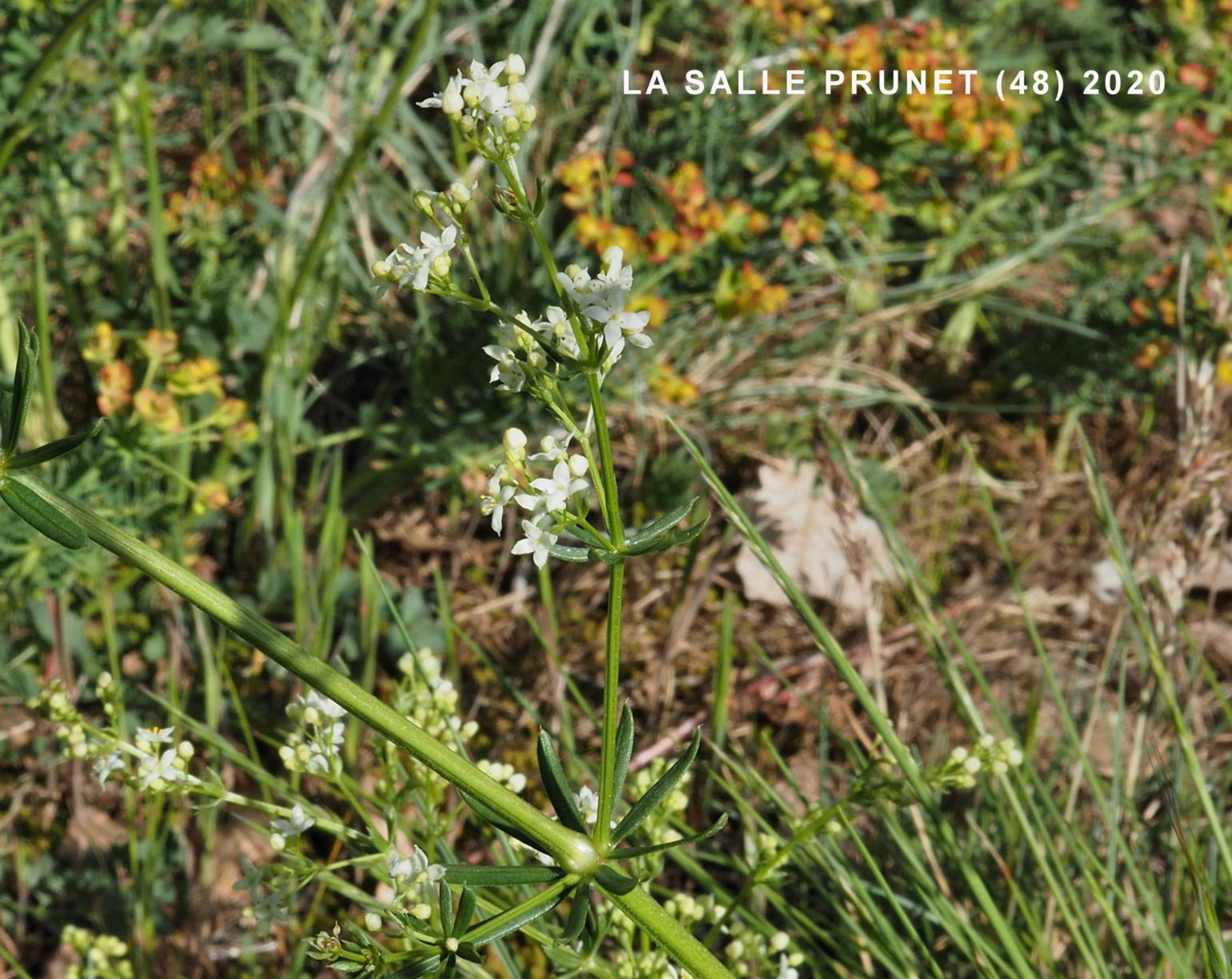 Bedstraw, Great Erect Hedge